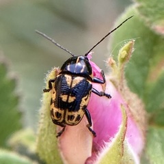 Cryptocephalus castaneus