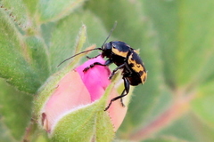 Cryptocephalus castaneus