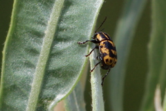 Cryptocephalus castaneus