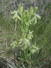 Onosma gmelinii