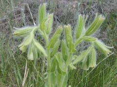 Onosma gmelinii