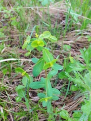 Euphorbia jenisseiensis