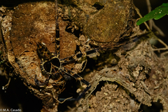 Heteropoda tetrica
