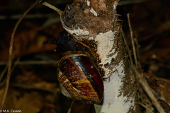 Exrhysota brookei