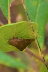 Argyrostrotis quadrifilaris