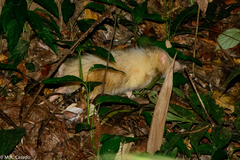 Echinosorex gymnurus