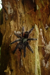 Caribena versicolor