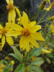 Bidens hawaiensis