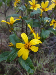 Bidens hawaiensis