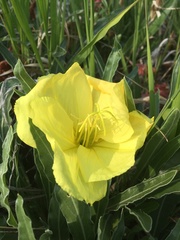 Oenothera howardii