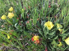 Oenothera howardii