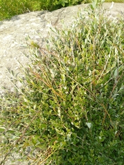 Salix repens argentea