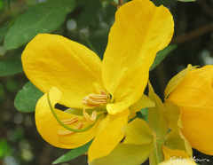 Senna splendida gloriosa