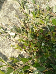 Salix repens argentea