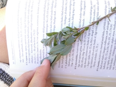 Salix repens argentea