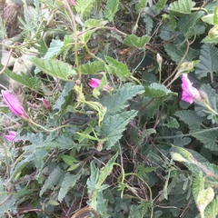 Convolvulus althaeoides althaeoides