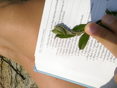 Salix repens argentea