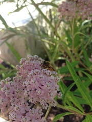 Asclepias incarnata incarnata