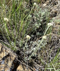 Antennaria microphylla