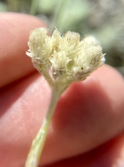 Antennaria microphylla