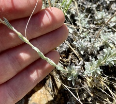 Antennaria microphylla