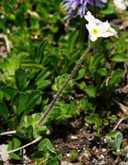 Androsace chamaejasme