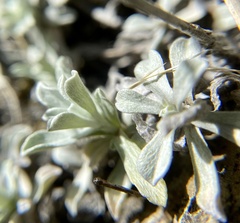 Antennaria microphylla