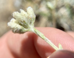 Antennaria microphylla