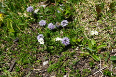 Androsace chamaejasme