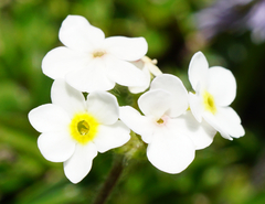 Androsace chamaejasme