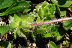 Androsace chamaejasme