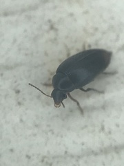 Eucinetus haemorrhoidalis