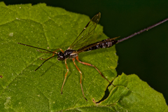 Rhyssinae