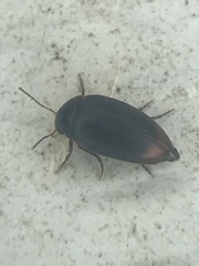 Eucinetus haemorrhoidalis