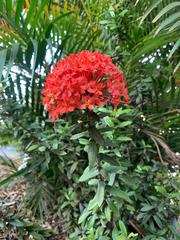 Ixora