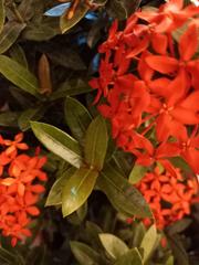 Ixora