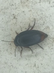 Eucinetus haemorrhoidalis