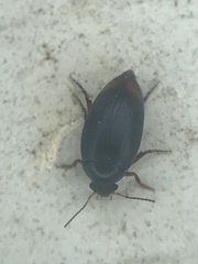 Eucinetus haemorrhoidalis