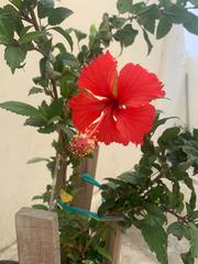 Hibiscus