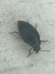 Eucinetus haemorrhoidalis
