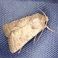 Hoplodrina octogenaria