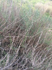 Salsola oppositifolia