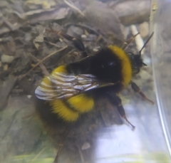 Bombus haematurus