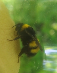 Bombus haematurus