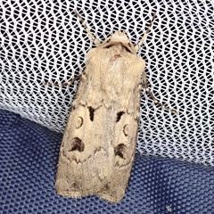 Agrotis exclamationis