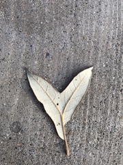 Quercus hypoleucoides