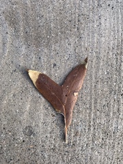 Quercus hypoleucoides