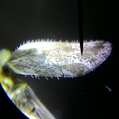 Aphalaroida spinifera