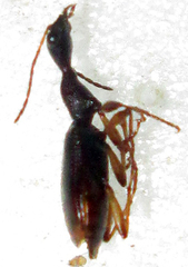Eucolliuris