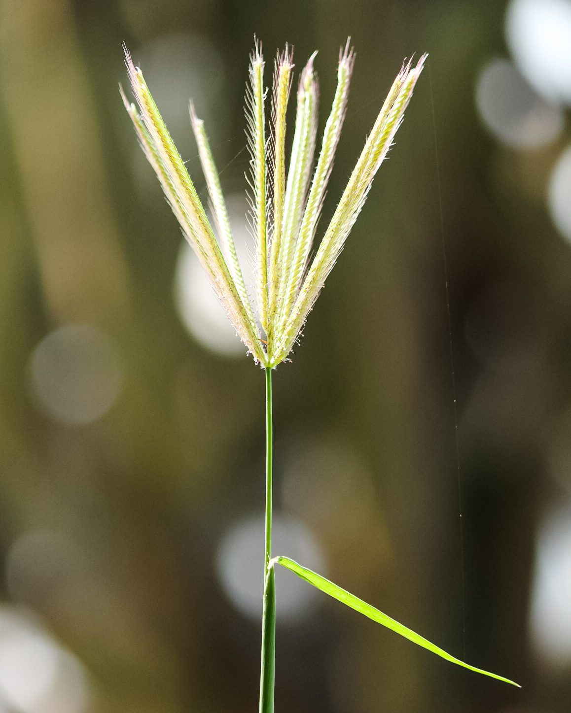 Chloris virgata